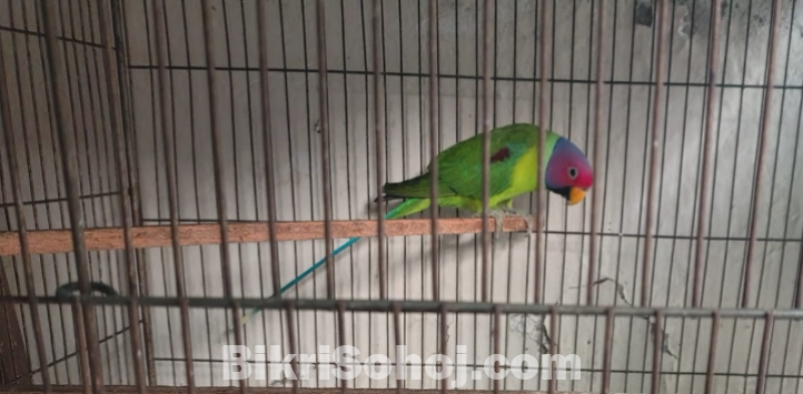 Indian ringneck tiya male